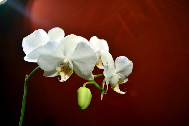 White Orchid Flower — Serene, Photograph, Bud, Stem
