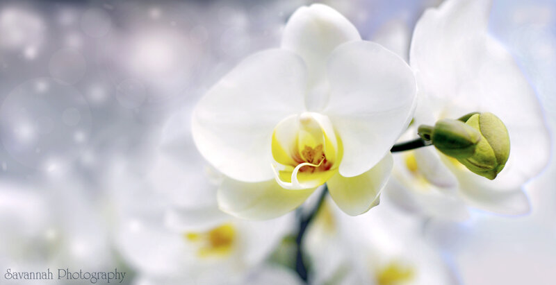 White Orchid Flower — Serene, Photograph, Bud