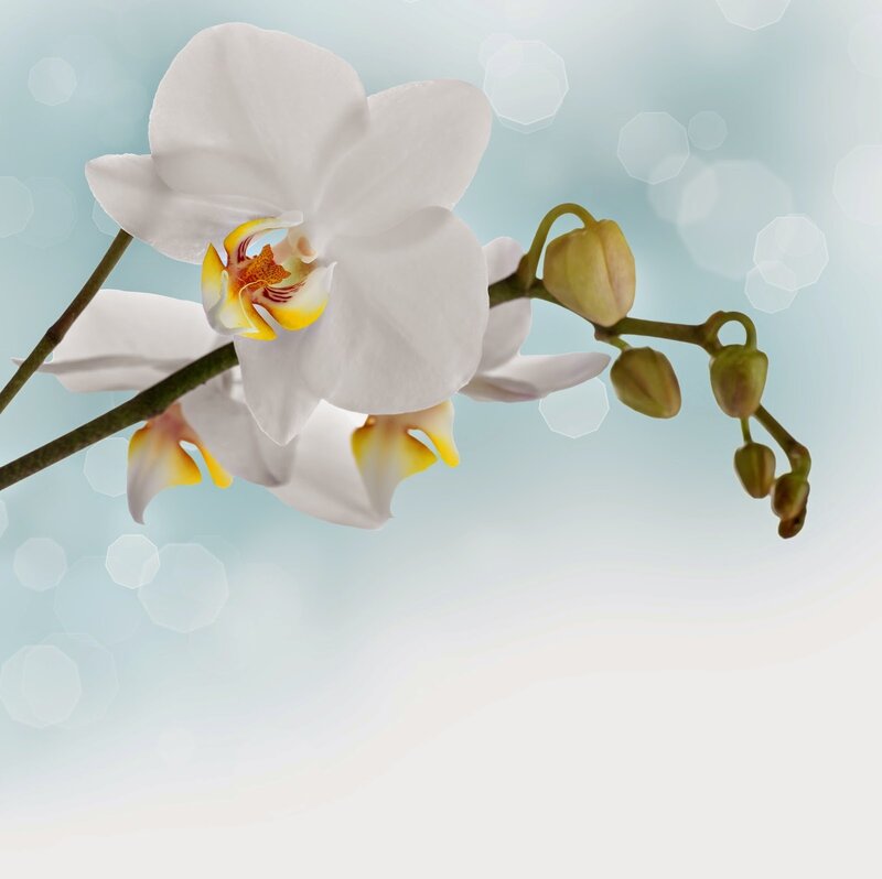 White Orchid Flower — Serene, Photograph, Buds, Stem