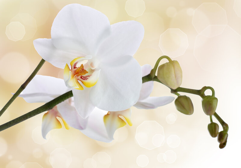 White Orchid Flower — Serene, Photograph, Buds