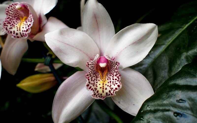 White Orchid Flower — Serene, Photograph, Leaf