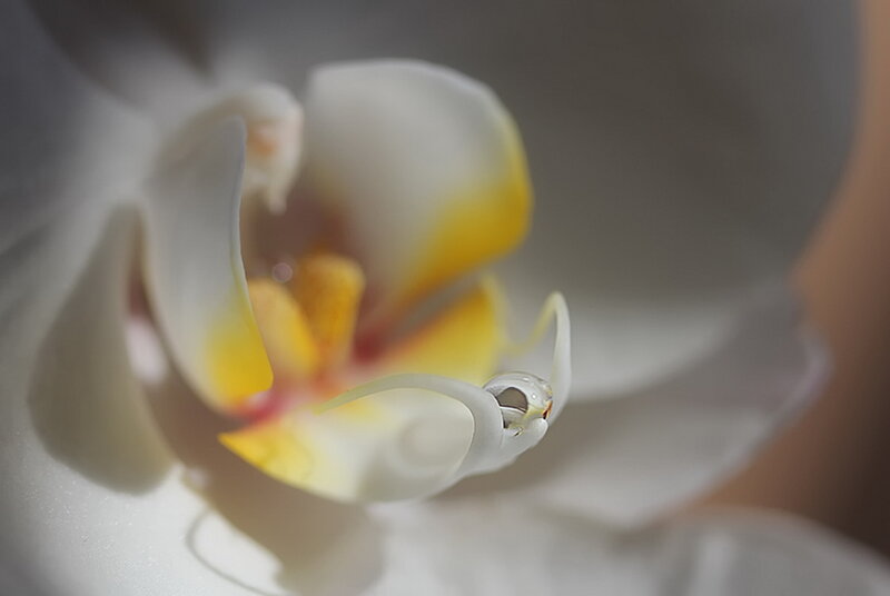 White Orchid Flower — Serene, Photograph, Petal, Drop