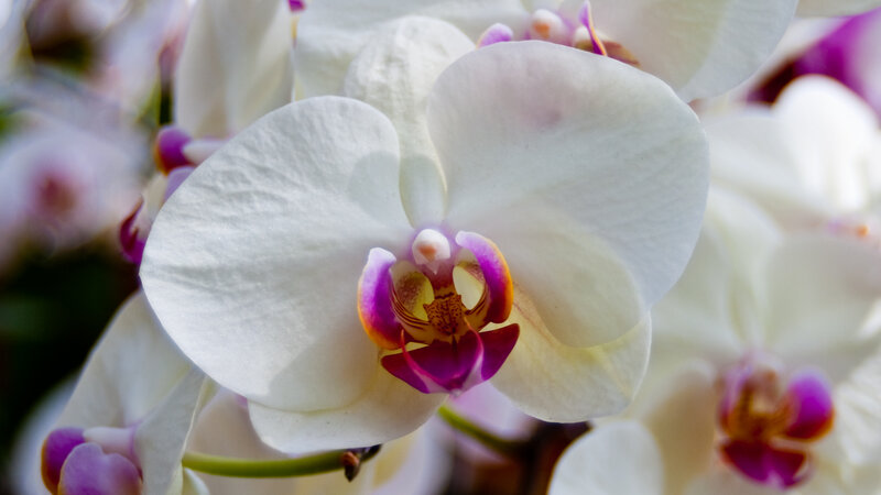 White Orchid Flower — Serene, Photograph, Petal