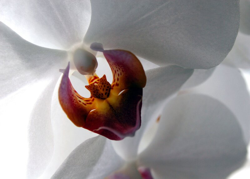 White Orchid Flower — Serene, Photograph, Petals, Center, Spotted