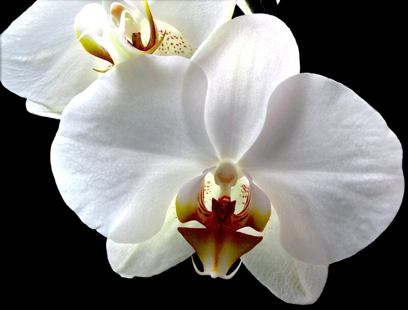 White Orchid Flower — Serene, Photograph, Petals