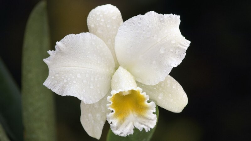 White Orchid Flower — Serene, Photograph, Petals, Water Droplets, Leaf