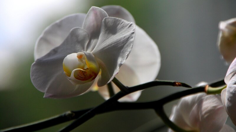 White Orchid Flower — Serene, Photograph, Stem, Background