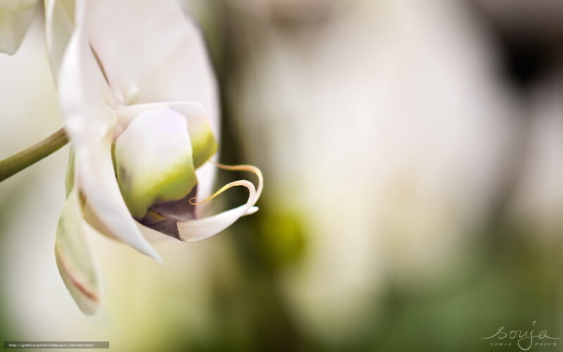 White Orchid Flower — Serene, Photograph, Stem, Blurry Background