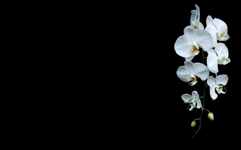 White Orchid Flower — Serene, Photograph, Stem, Buds