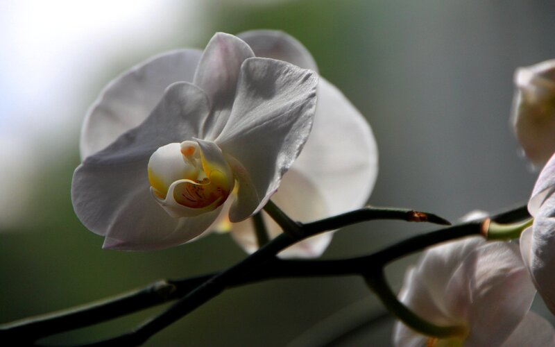 White Orchid Flower — Serene, Photograph, Stem
