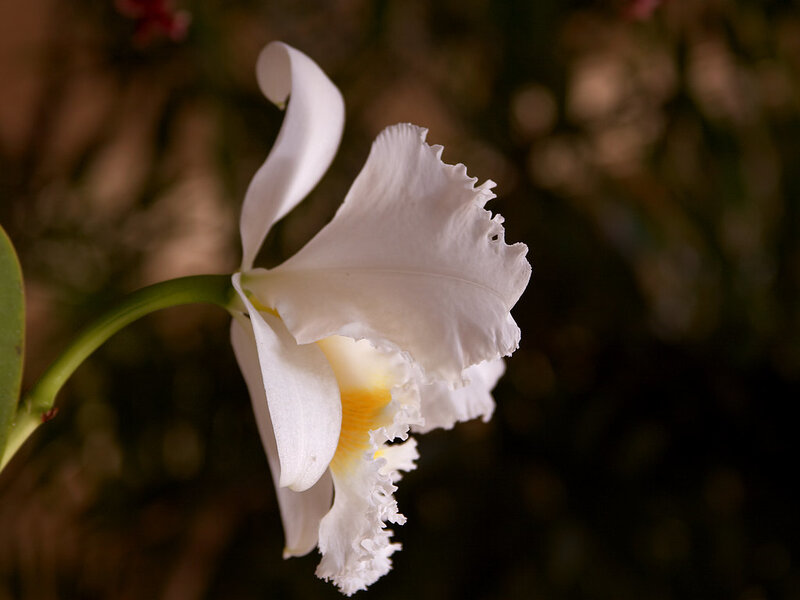 White Orchid Flower — Serene, Photograph