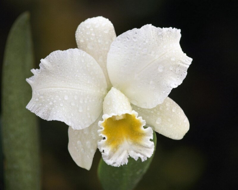 White Orchid Flower — Serene, Photograph, Water Droplets, Green Leaf, Yellow, Green