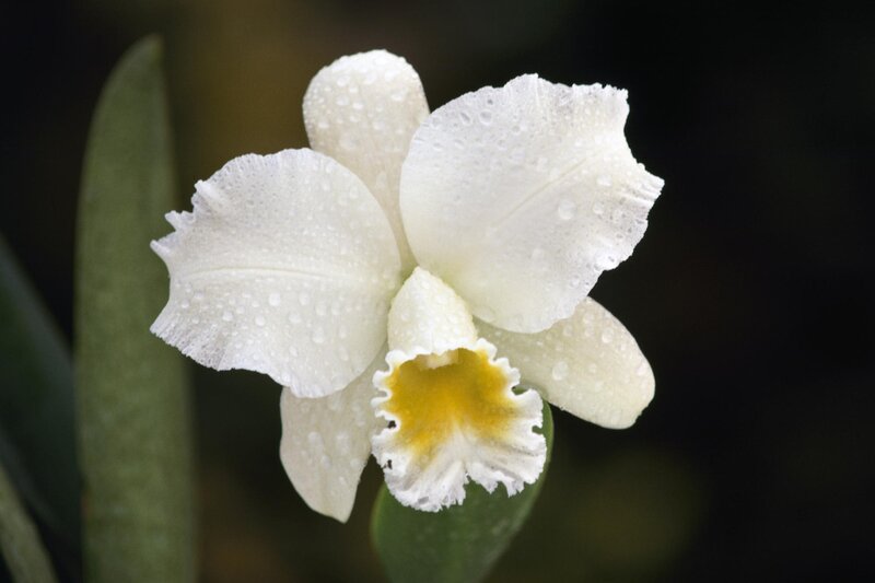 White Orchid Flower — Serene, Photograph, Water Droplets, Green Leaf, Yellow