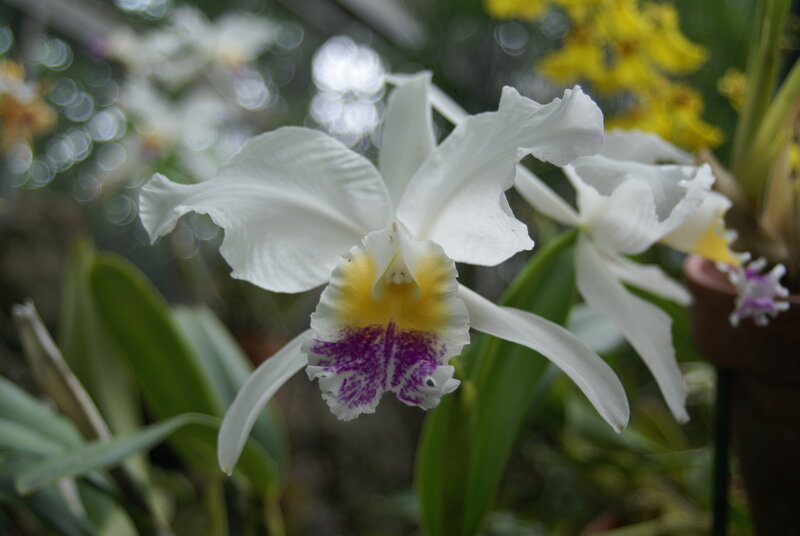 White Orchid Flower — Serene, Photograph, Yellow Flowers