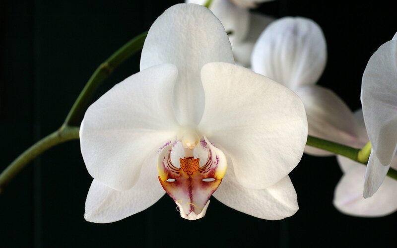 White Orchid Flower — Serene