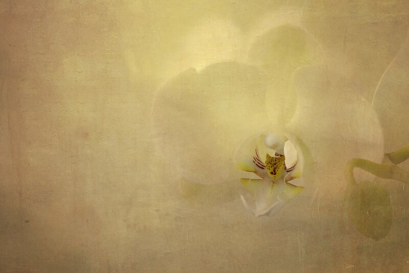White Orchid Flower — Yellow