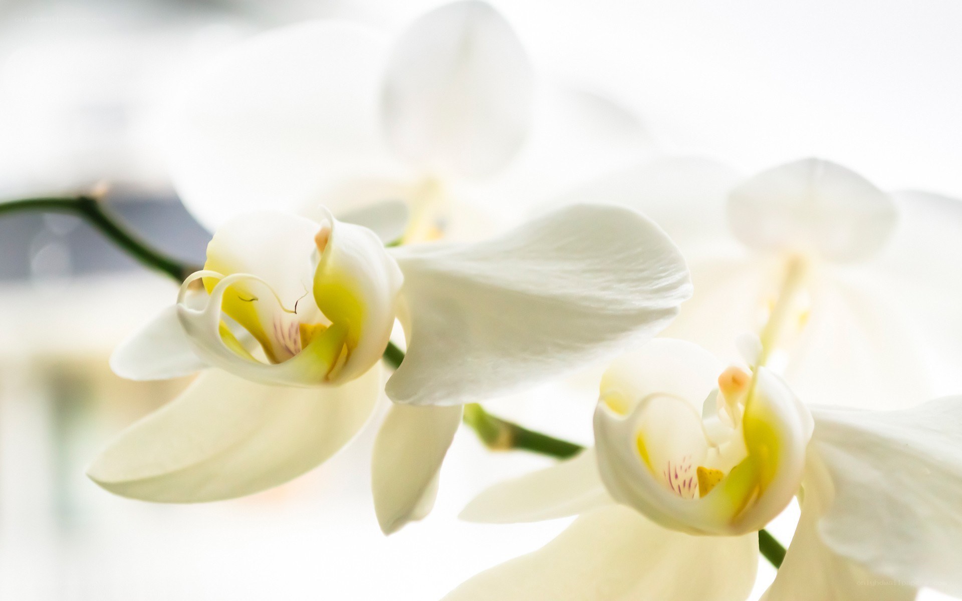 White orchid flowers