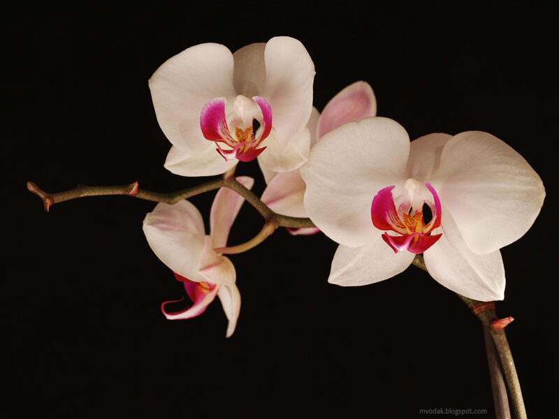 white orchid flowers