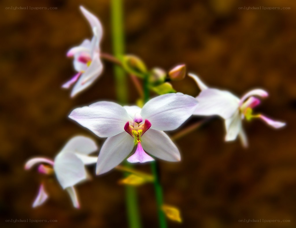 white orchid flowers