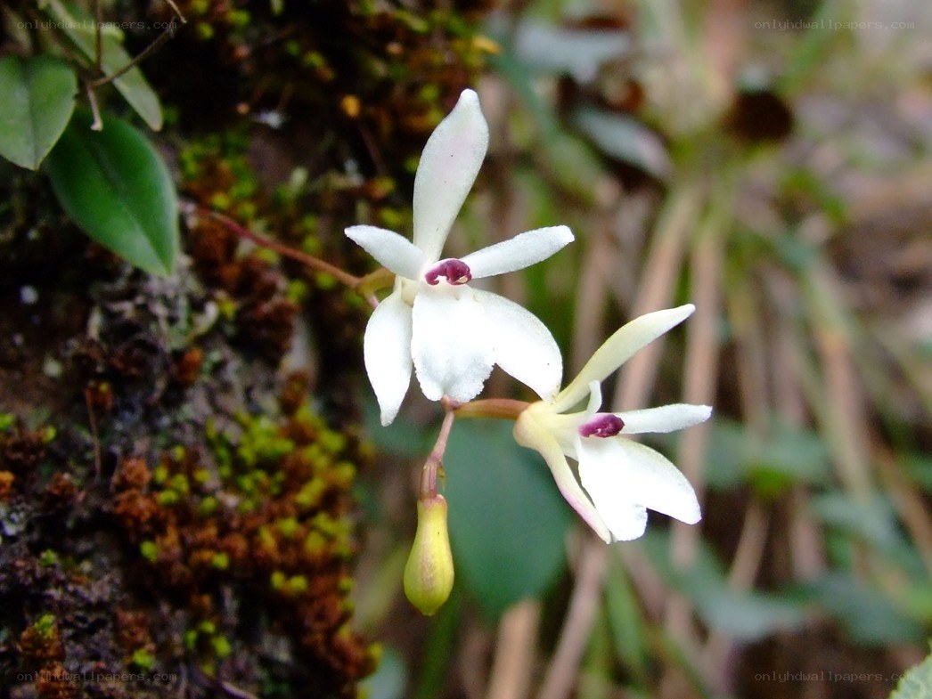 white orchid flowers