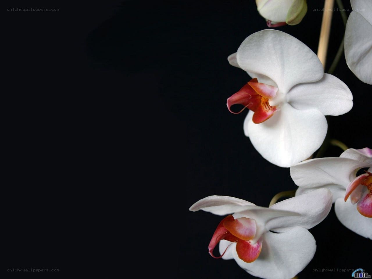 white orchid flowers