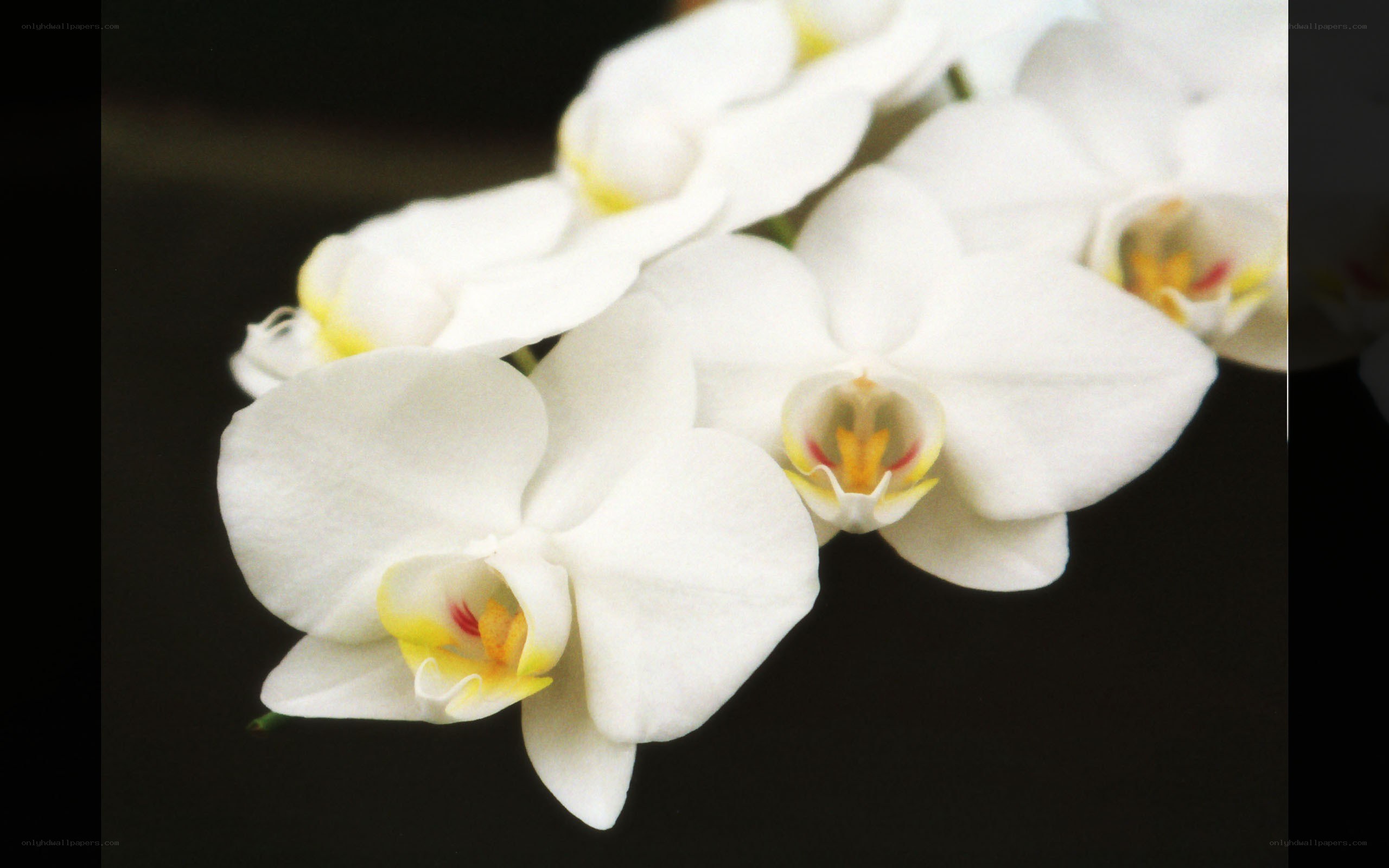 white orchid flowers