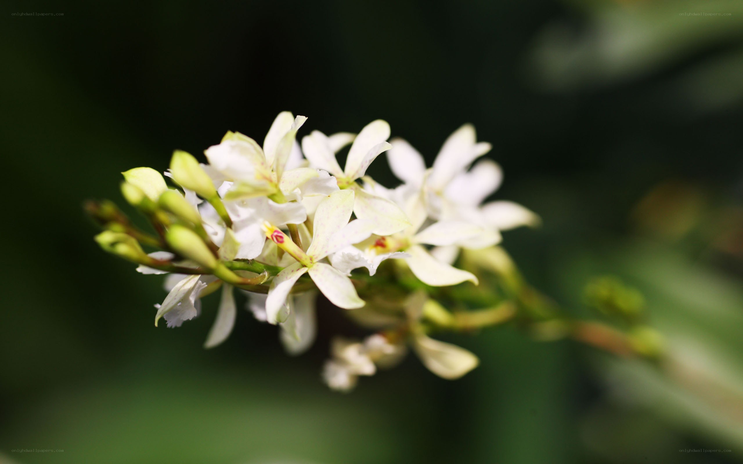 white orchid flowers