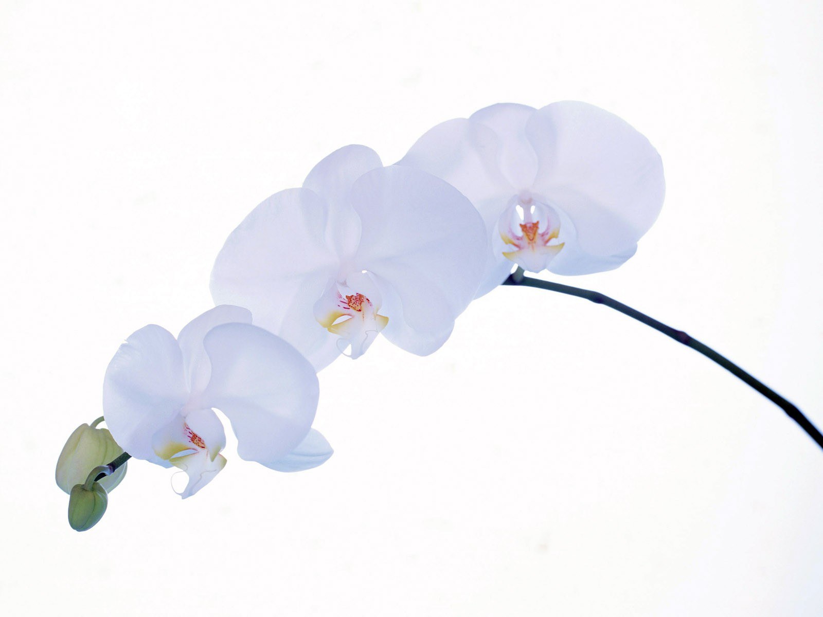 White orchid flowers