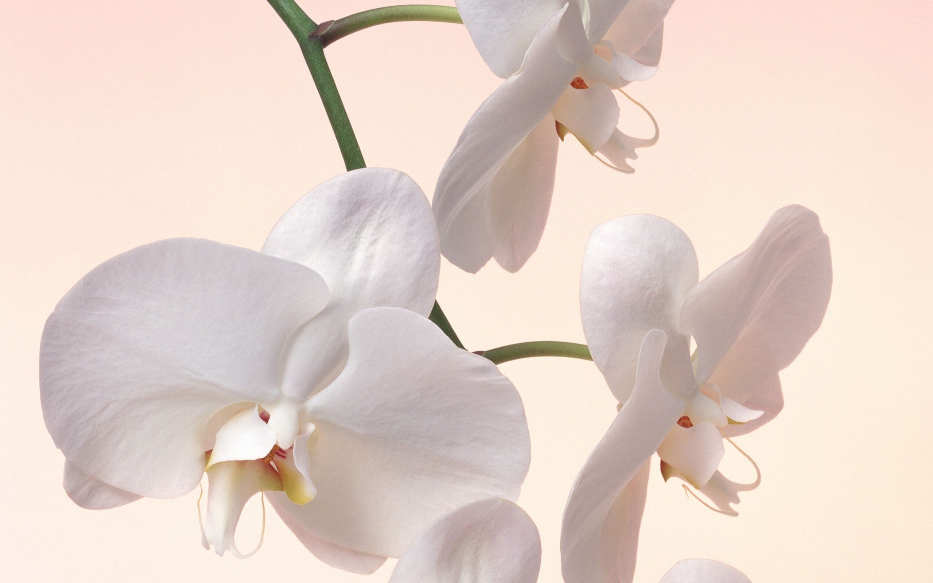 White orchid flowers
