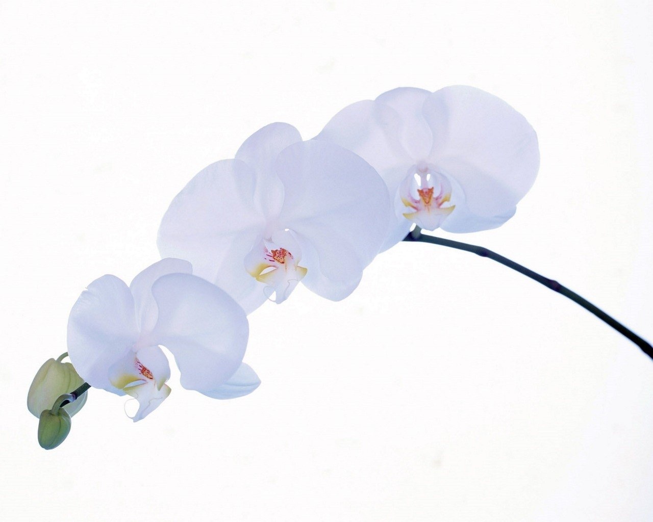 White orchid flowers
