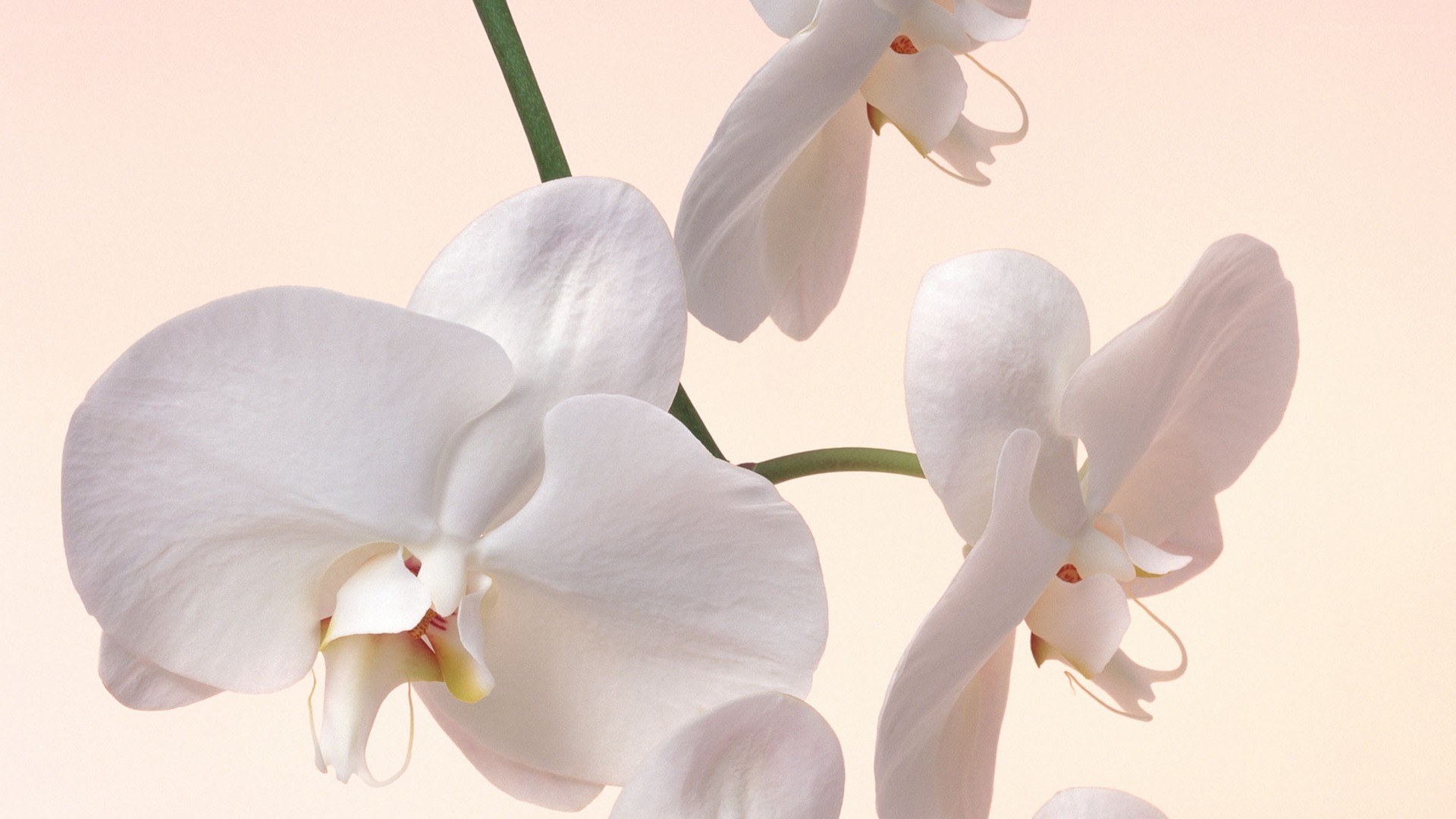 white orchid flowers