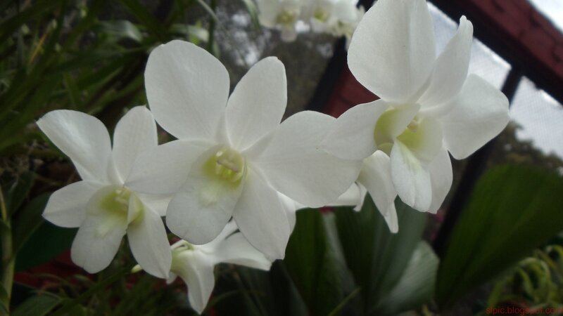 white orchid flowers