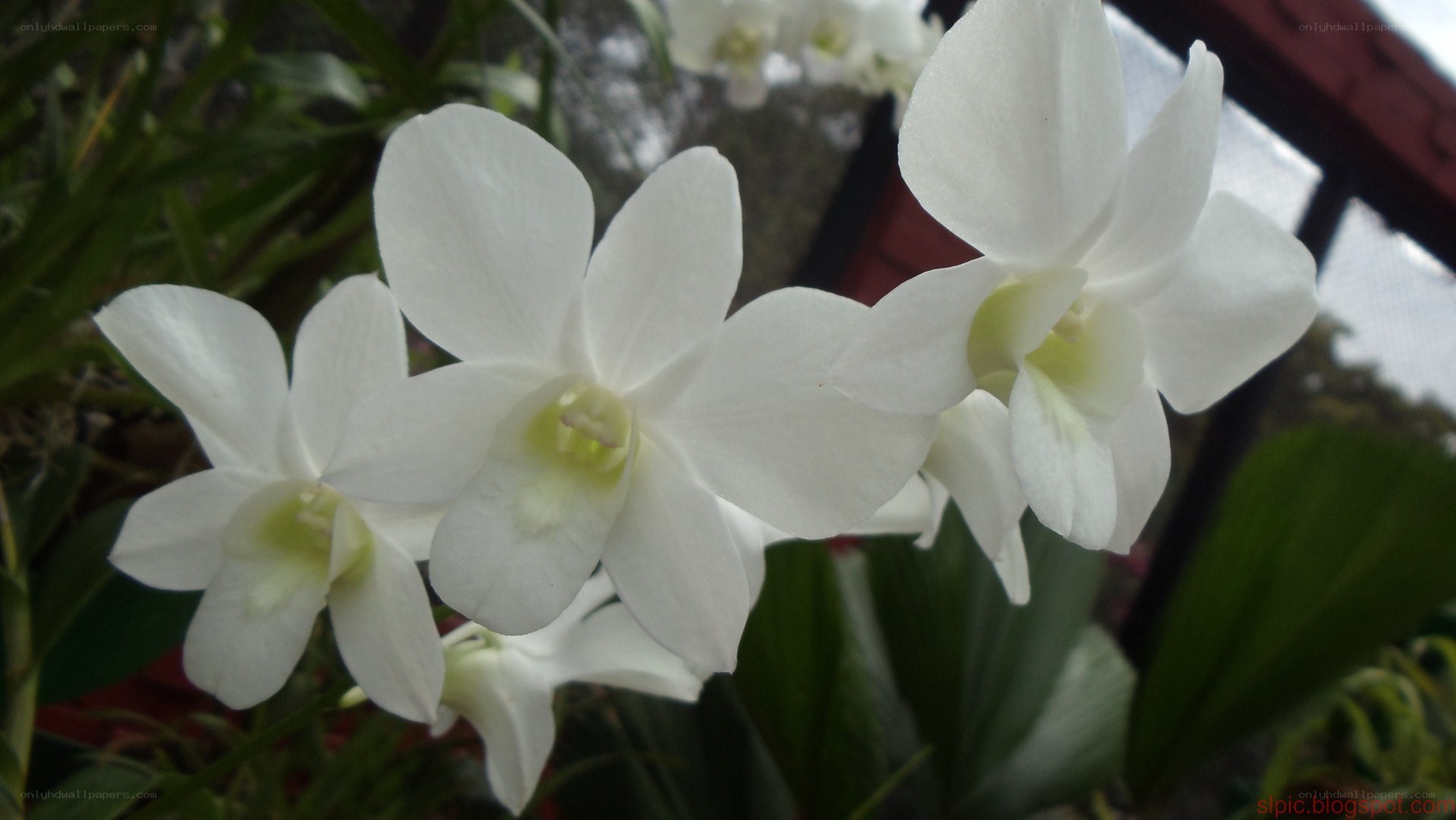white orchid flowers