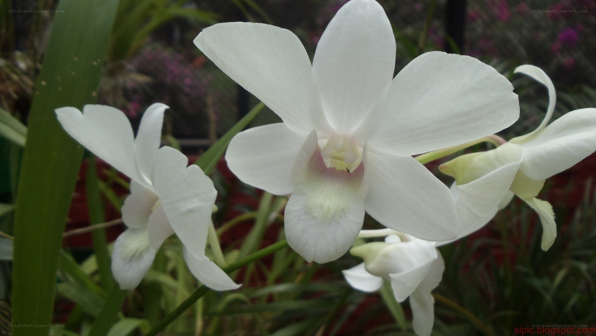 white orchid flowers
