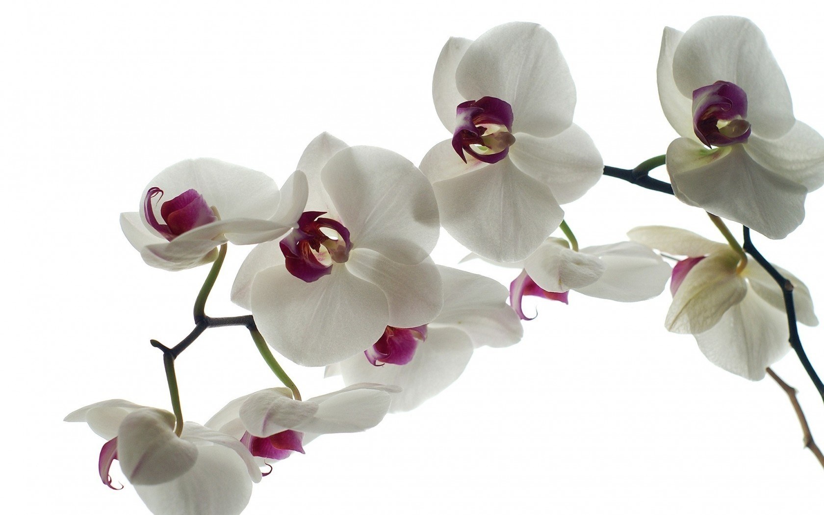 white orchid flowers