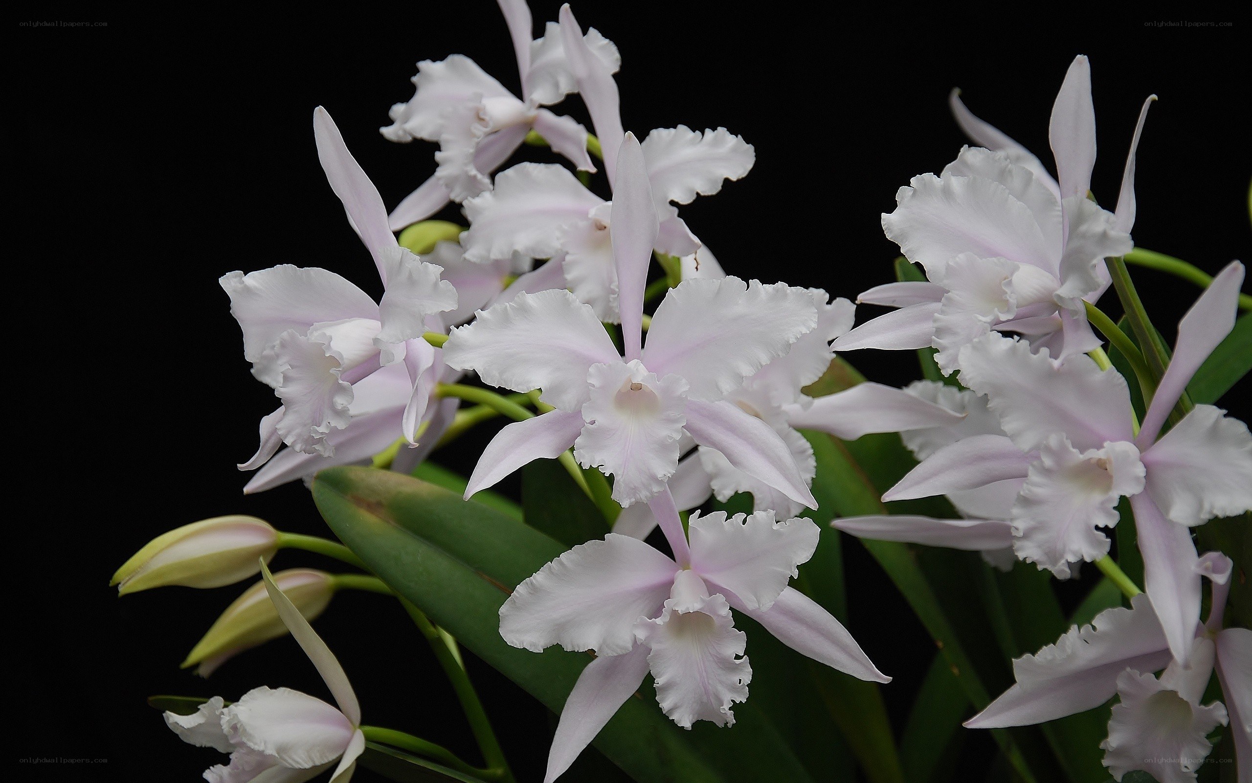White orchid flowers