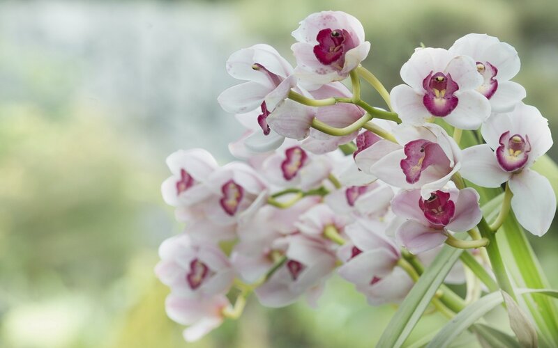 white orchid flowers