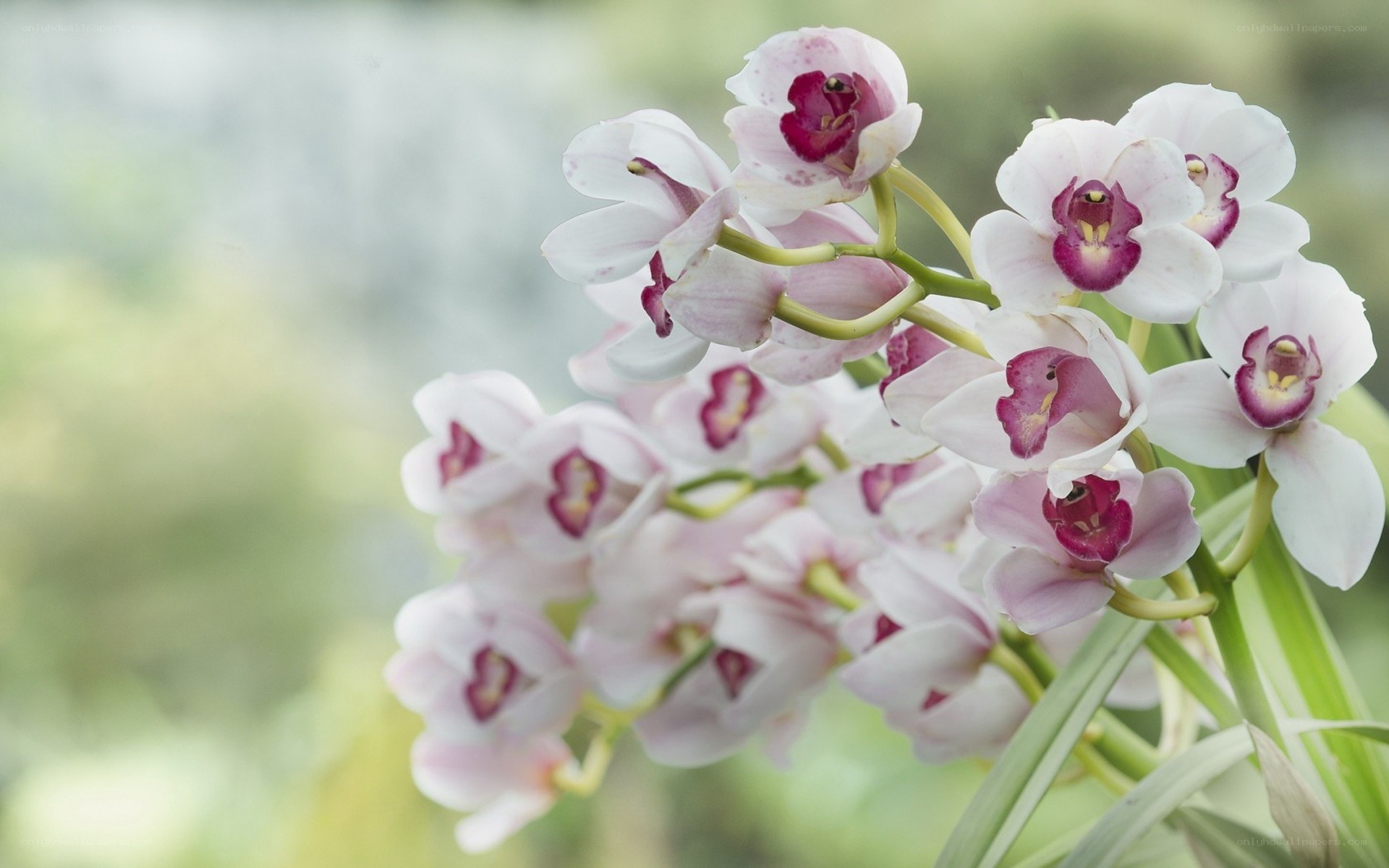 white orchid flowers
