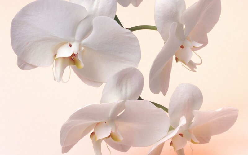 white orchid flowers