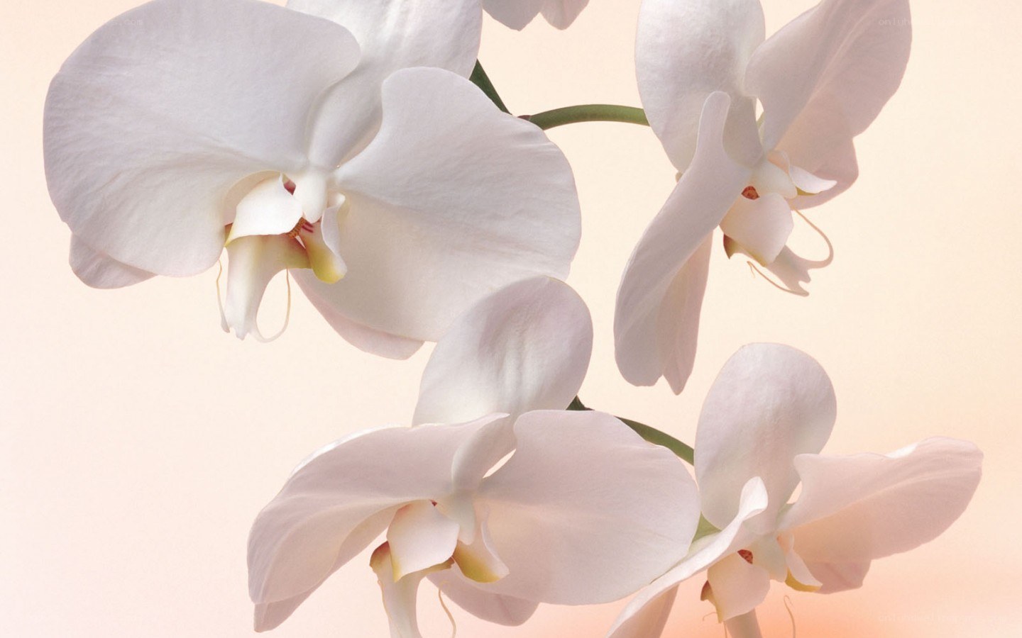 white orchid flowers