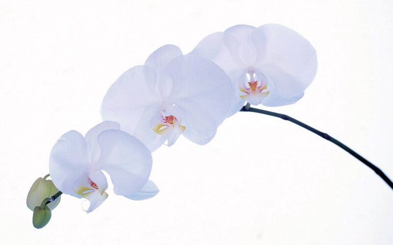 White orchid flowers