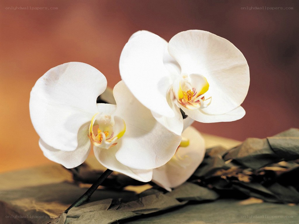White orchid flowers