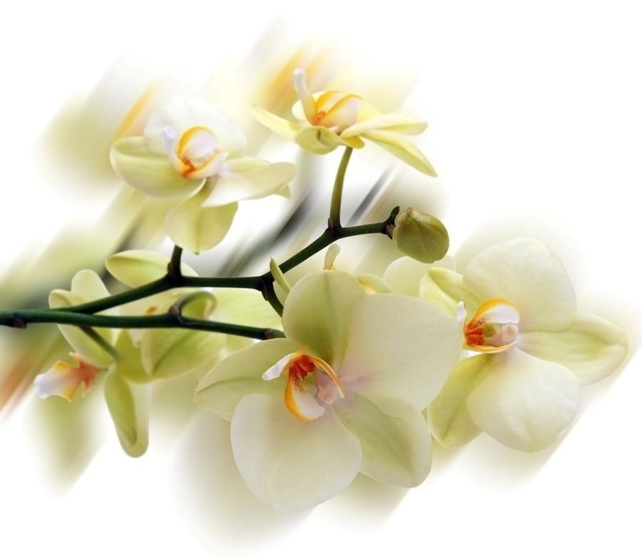 White orchid flowers