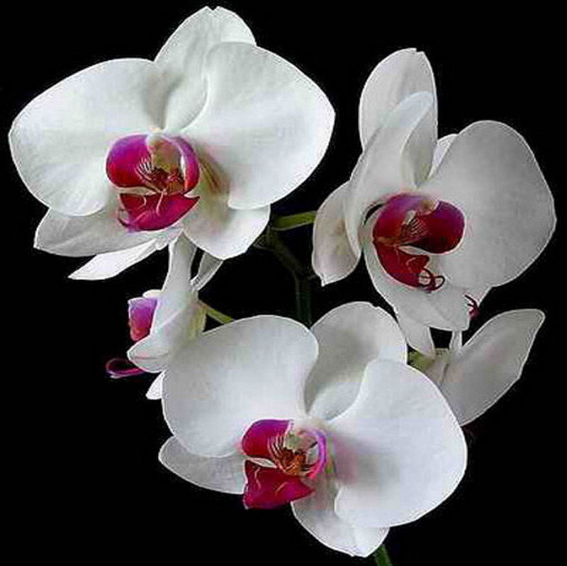 white orchid flowers