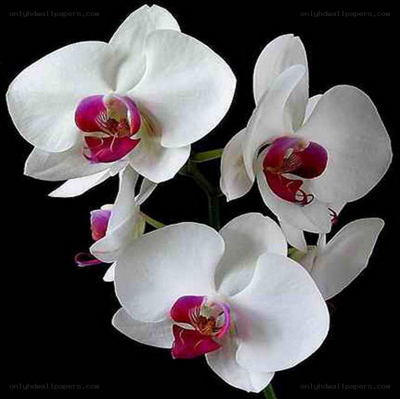 white orchid flowers