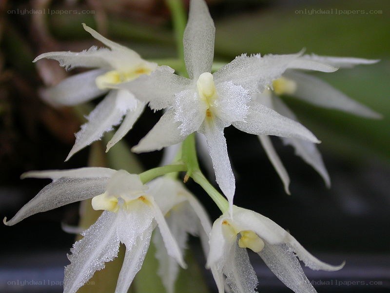 white orchid flowers
