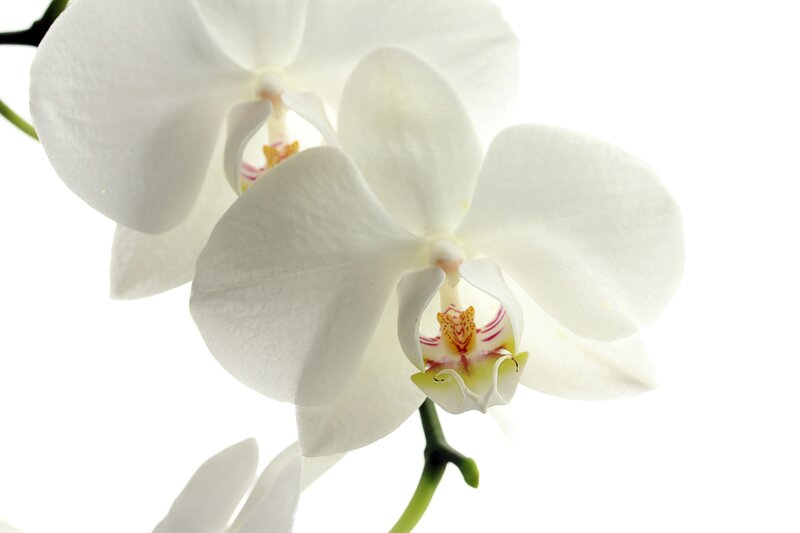 White orchid flowers