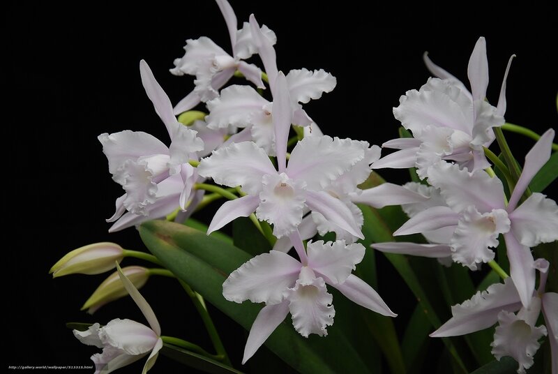 White orchid flowers