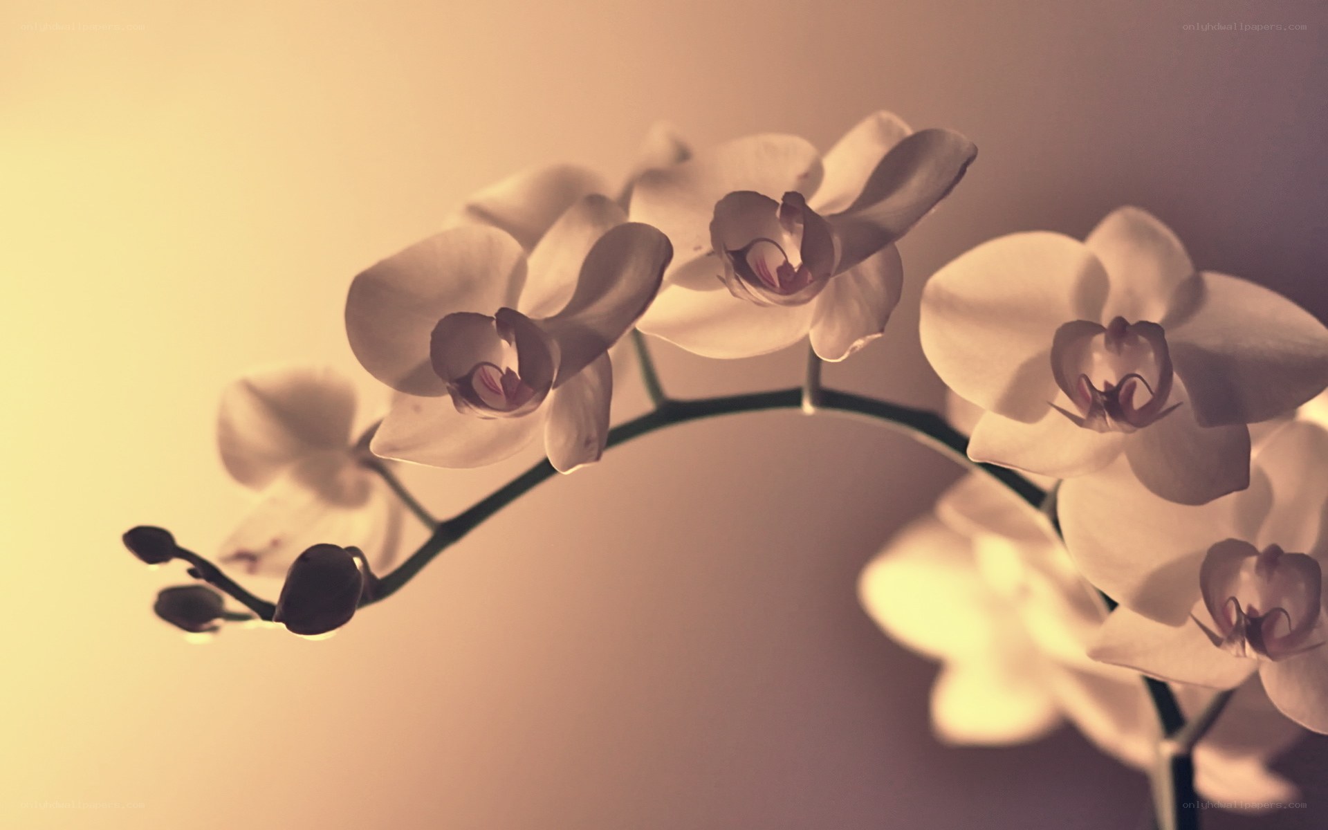 white orchid flowers