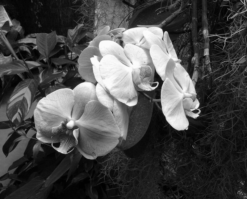 White Orchid Flowers — Black, Serene, Photograph